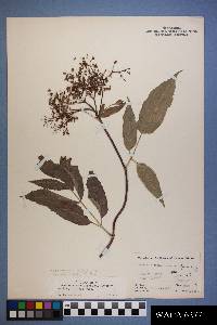 Sambucus cerulea image